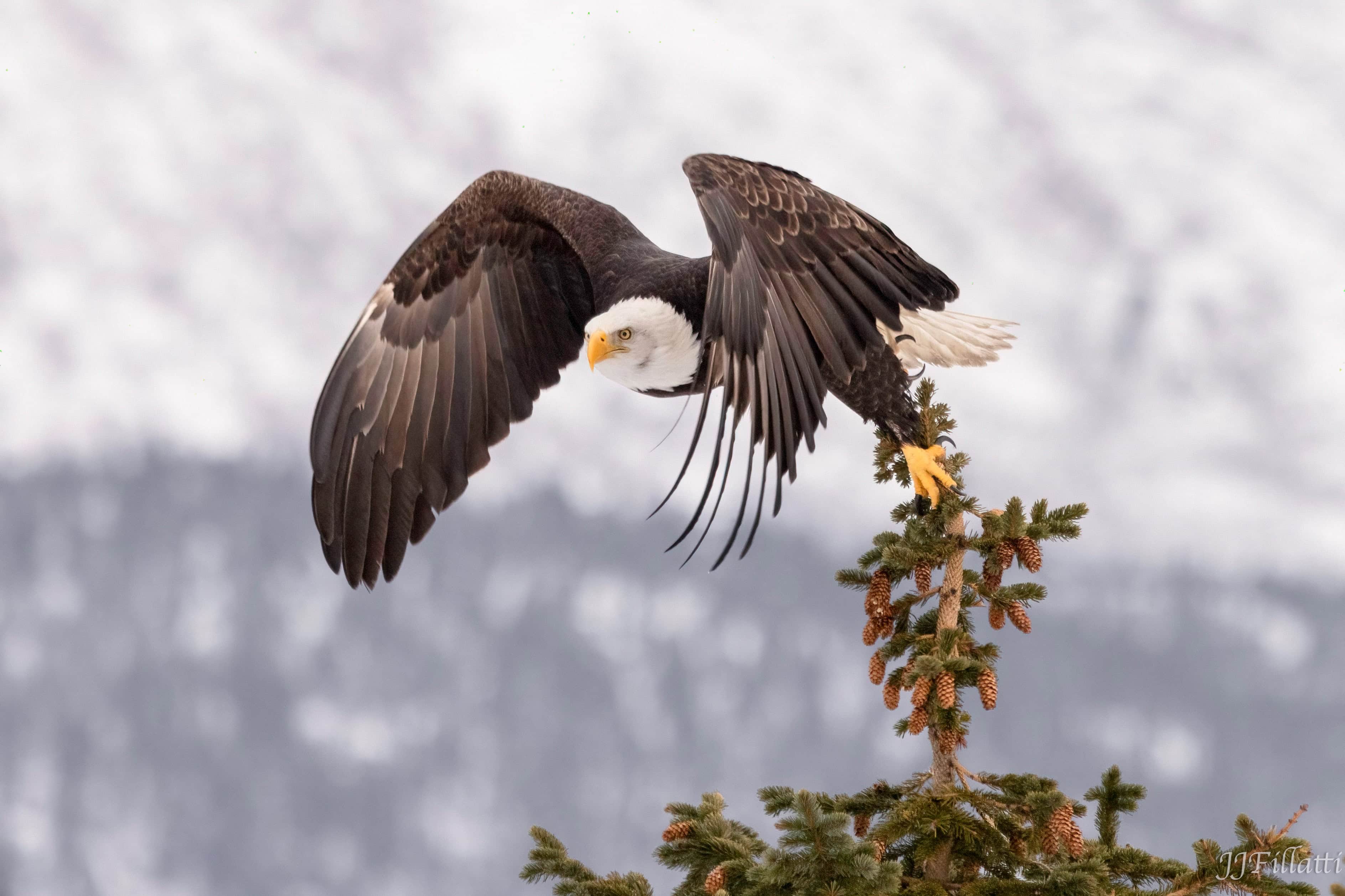 bird of homer alaska image 23